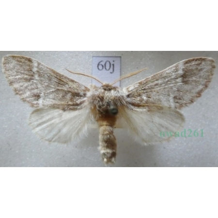Drymonia dodonaea (Denis & Schiffermüller, 1775) male Dąbrówka dodona Czech60j
